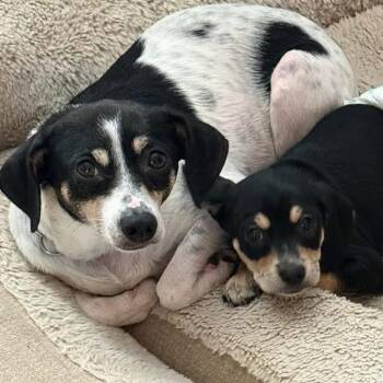 Chihuahua Dogs Available for Adoption in Eugene, Oregon - Jolene | PetCurious
