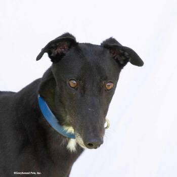 Tina -  Greyhound Dog for Adoption in Woodinville, Washington - Tina | PetCurious