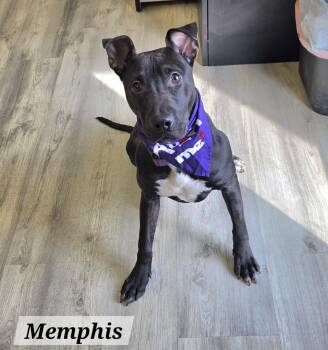 Mixed Breed Dogs Available for Adoption - Memphis | PetCurious