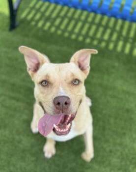 Scout - 2 -  Mixed Breed Dog for Adoption in Daytona Beach, Florida - Scout - 2 | PetCurious