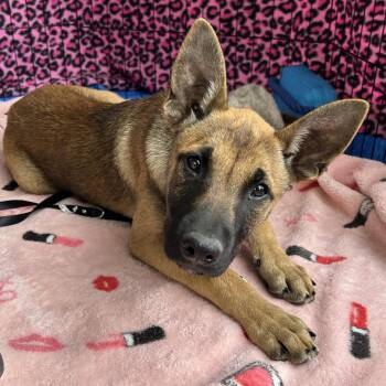 Belgian Shepherd Malinois Dogs Available for Adoption in Oakland, California - Mohan | PetCurious