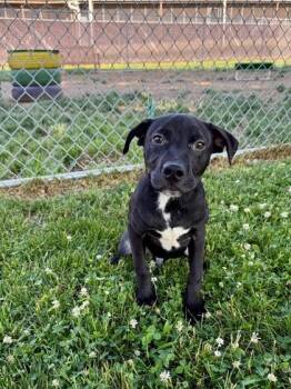 Soto -  Mixed Breed Dog for Adoption in West Chester, Pennsylvania - Soto | PetCurious