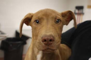 Rescue Mixed Breed Dogs for Adoption in Columbia, South Carolina - PECAN | PetCurious