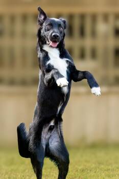 Rescue Labrador Retriever Dogs for Adoption in Houston, Texas - Joki | PetCurious
