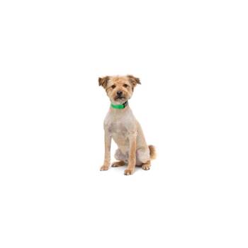 Shaggy -  Mixed Breed Dog for Adoption in Los Angeles, California - Shaggy | PetCurious