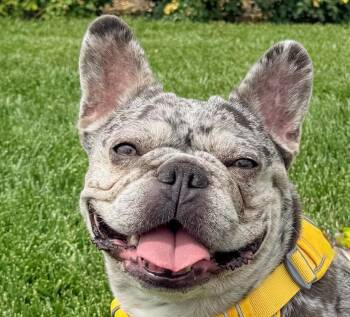 Zazi -  French Bulldog Dog for Adoption in San Ramon, California - Zazi | PetCurious