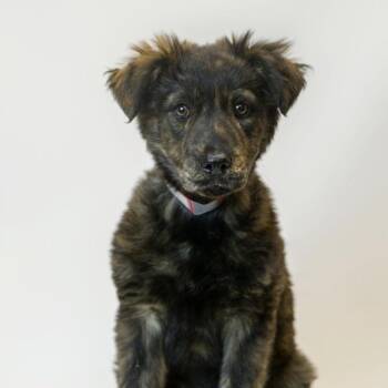 German Shepherd Dog Dogs Available for Adoption - 321 (2026) Wallace | PetCurious