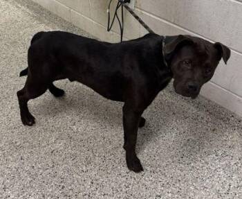 Hank -  Pit Bull Terrier and Mixed Breed Dog for Adoption in Kansas City, Missouri - Hank | PetCurious