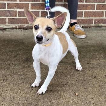 Chloe -  Jack Russell Terrier Dog for Adoption in Waterloo, Iowa - Chloe | PetCurious