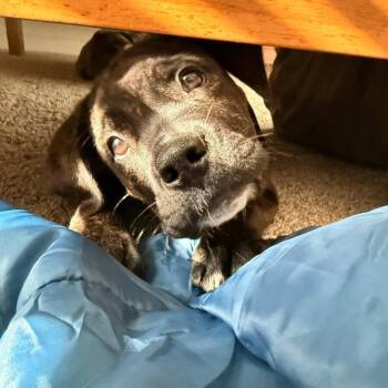Espresso Bean -  Terrier Dog for Adoption in Dallas, Texas - Espresso Bean | PetCurious