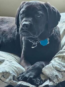 Mixed Breed Dogs Available for Adoption in Wausau, Wisconsin - Caesar | PetCurious