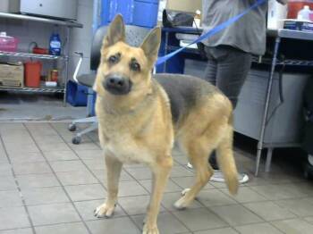 MAPLE -  German Shepherd Dog and Mixed Breed Dog for Adoption in Albuquerque, New Mexico - MAPLE | PetCurious