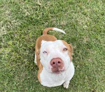 Pit Bull Terrier and Mixed Breed Dogs Available for Adoption in Killeen, Texas - MARMALADE | PetCurious