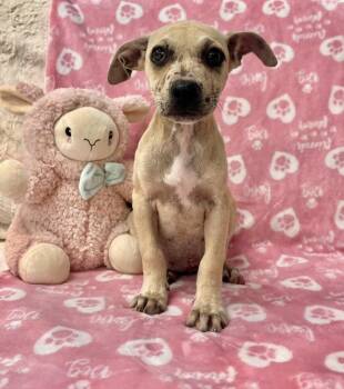 Labrador Retriever Dogs Available for Adoption in Miami, Florida - BLUE FAIRY | PetCurious