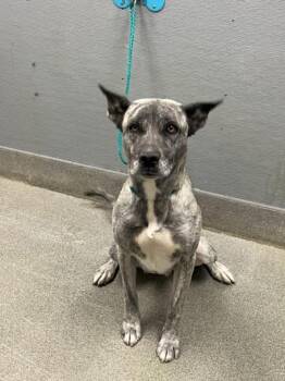 GRAY -  Mastiff Dog for Adoption in Las Vegas, Nevada - GRAY | PetCurious