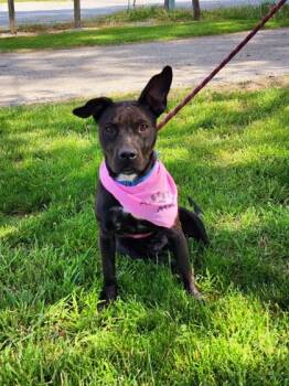 Aggie -  Staffordshire Bull Terrier and Mixed Breed Dog for Adoption in Clinton, Missouri - Aggie | PetCurious