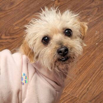 Monet -  Poodle and Shih Tzu Dog for Adoption in Morrison, Colorado - Monet | PetCurious