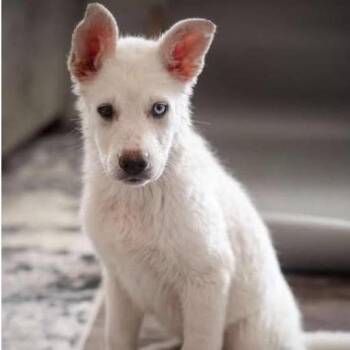 Princess -  Shepherd and Mixed Breed Dog for Adoption in Nampa, Idaho - Princess | PetCurious