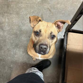 Mixed Breed and Boxer Dogs Available for Adoption in Blairsville, Georgia - Thor | PetCurious