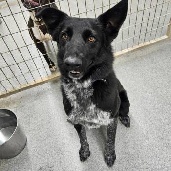 Boots -  Border Collie and Australian Cattle Dog Blue Heeler Dog for Adoption in Kingman, Kansas - Boots | PetCurious