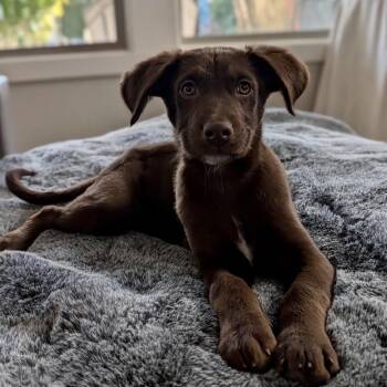 Mixed Breed Dogs Available for Adoption in Portland, Oregon - Zac | PetCurious