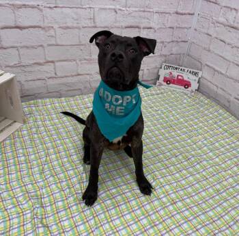 Mixed Breed Dogs Available for Adoption in Detroit, Michigan - Kimmel | PetCurious
