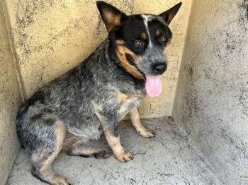 A477478 -  Australian Cattle Dog Blue Heeler Dog for Adoption in Oklahoma City, Oklahoma - A477478 | PetCurious