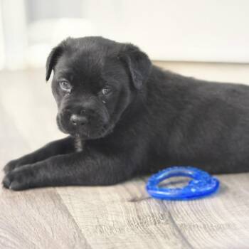 Mixed Breed Dogs Available for Adoption - Swoosh 0272 | PetCurious