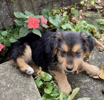 Daphne -  Australian Shepherd and Terrier Dog for Adoption in Glasgow, Kentucky - Daphne | PetCurious