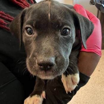 Susan -  Pit Bull Terrier Dog for Adoption in Horn Lake, Mississippi - Susan | PetCurious