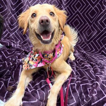 980 (2026) Maple -  Golden Retriever and Mixed Breed Dog for Adoption in Parker, Colorado - 980 (2026) Maple | PetCurious