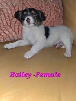 Shetland Sheepdog Sheltie and Australian Shepherd Dogs Available for Adoption in Armada, Michigan - Bailey And Her Siblings  | PetCurious