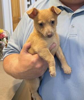 Churro -  Chihuahua Dog for Adoption in Landenberg, Pennsylvania - Churro | PetCurious