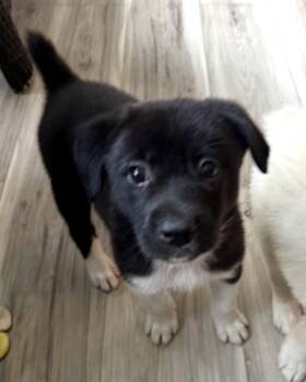 Sable * -  Labrador Retriever Dog for Adoption in West Palm Beach, Florida - Sable * | PetCurious