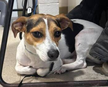 MOCHI -  Parson Russell Terrier and Mixed Breed Dog for Adoption - MOCHI | PetCurious