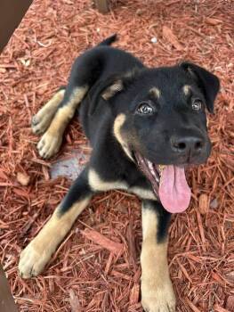 Archer -  Labrador Retriever Dog for Adoption in Clearwater, Florida - Archer | PetCurious