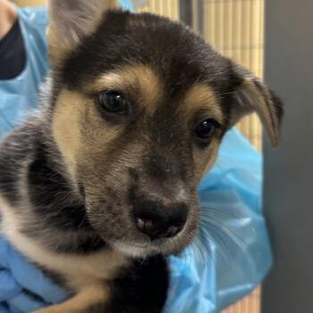 Tsareena -  German Shepherd Dog Dog for Adoption in Walnut Creek, California - Tsareena | PetCurious