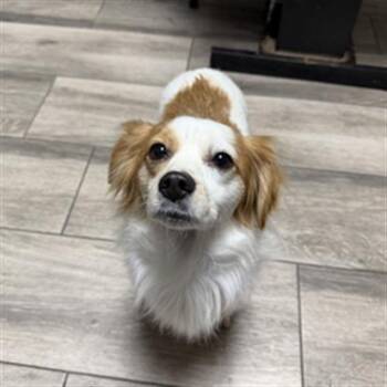 Cocker Spaniel and Chihuahua Dogs Available for Adoption in Redlands, California - CHUCK | PetCurious