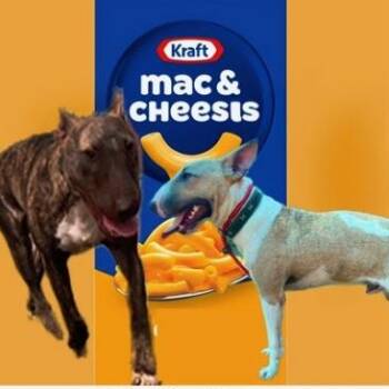 Rescue Bull Terrier Dogs for Adoption in Palm Desert, California - Mac And Cheese | PetCurious