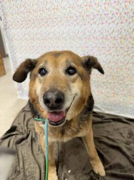 German Shepherd Dog Dogs Available for Adoption in Chickasha, Oklahoma - Bear | PetCurious