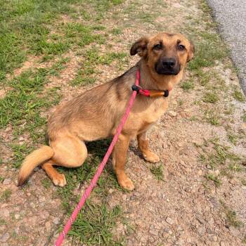 Carolina Dog Dogs Available for Adoption in Franklin, North Carolina - Betta | PetCurious