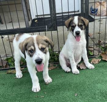 MARTHA -  Great Pyrenees and Mixed Breed Dog for Adoption in Cincinnati, Ohio - MARTHA | PetCurious