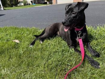 Labrador Retriever Dogs Available for Adoption in Waunakee, Wisconsin - Stellaluna | PetCurious