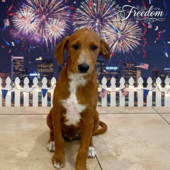 Freedom -  Beagle and Standard Poodle Dog for Adoption in Orange, California - Freedom | PetCurious