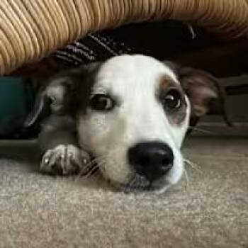 Rescue Corgi Dogs for Adoption in Lemont, Illinois - Oreo | PetCurious