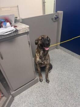 SOL -  Labrador Retriever and Mixed Breed Dog for Adoption in Pasadena, Texas - SOL | PetCurious
