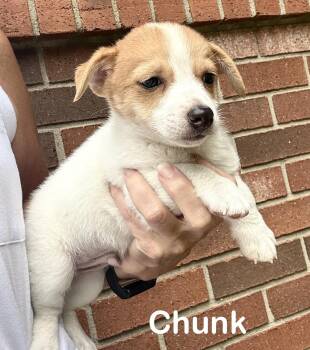 Casper, Chunk and Cash -  Chihuahua and Jack Russell Terrier Dog for Adoption in Armada, Michigan - Casper, Chunk And Cash | PetCurious