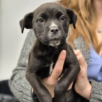 Terrier and Mixed Breed Dogs Available for Adoption in Abilene, Texas - Cecelia | PetCurious