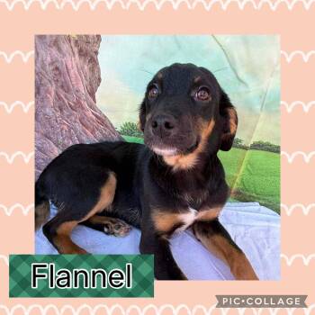 Beagle and Hound Dogs Available for Adoption - Flannel | PetCurious