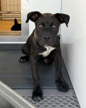 BRISKET -  Pit Bull Terrier and Mixed Breed Dog for Adoption in San Bernardino, California - BRISKET | PetCurious